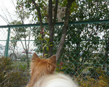 �l�R����ɂ����ۂ�U���Ă�������