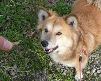 ���f����̂����