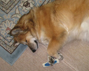 �������ȃI���`���ƐQ��