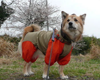 ���͍炢�����ǁA�J������