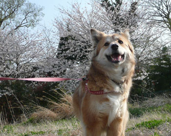 ����Ɩ��J����