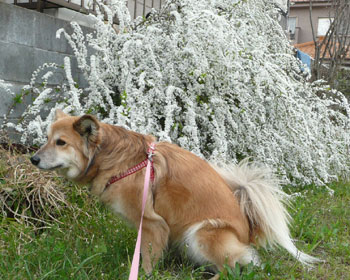 ���L���i�M�Ǝ�