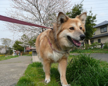 �����ō��ɂ͌����������Ȃ�