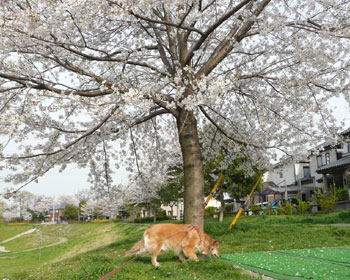 �j�I�C�������܂���