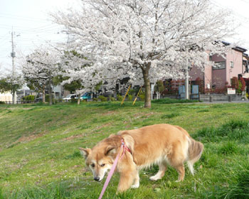 ��������Ōx�@��