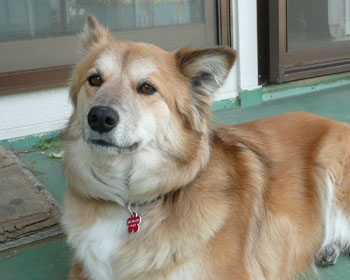 �V�������q�D�͗c�t�����݂���