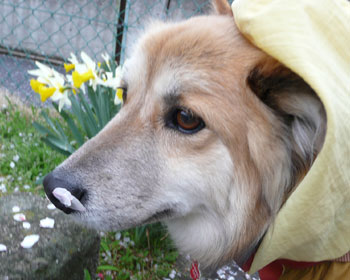 �j�I�C�����������ĉԂт炪