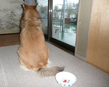 �J���ɂȂ����M�ɗp�͂Ȃ�