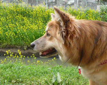 �����炾���Ǎ؂̉ԂƎ�