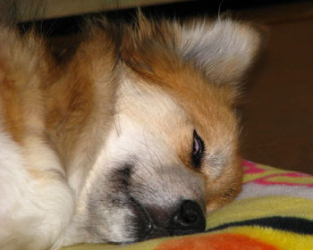 �Q�炪���킢���Ƃ͌���Ȃ�