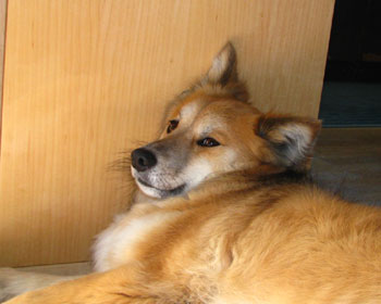 �~�т������钼�O����Ԃӂ�ӂ�