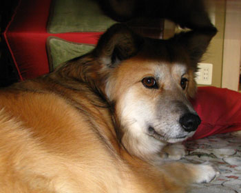 ���킢���������̂Ńe�[�u���ɂ�����