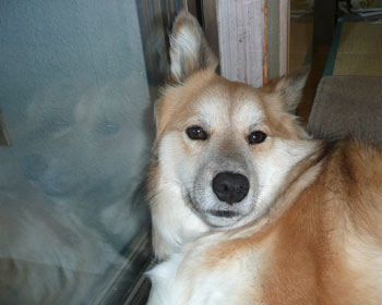 �Q�Ă�Ԃɏ��X�ɓ|���