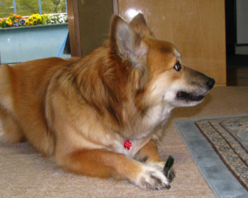 �C�ɓ������I