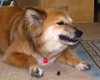 �T���v��������P�����Ȃ��񂾂���