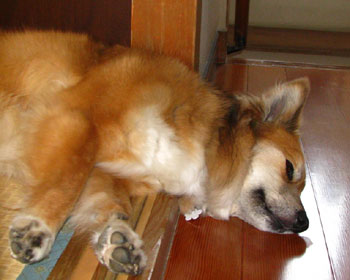 ���낻��L���ɗ�����G�߂���