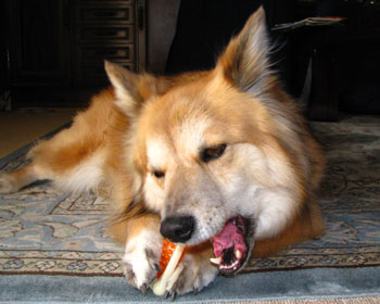 �����^���p�͎����₷��