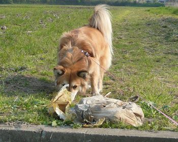 �Ƃ肠�����j�I�C��������