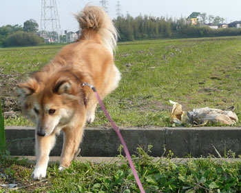 ���������Ȃ���