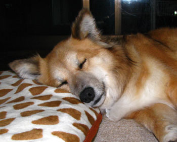 �t�p�̖ѕz���o��