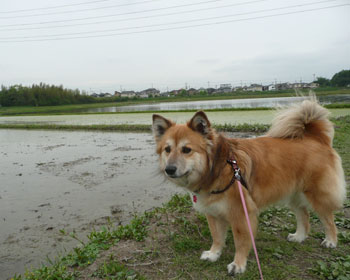 �y�����~�͏I�����