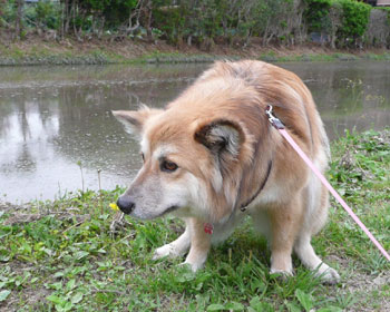 �L�O�ɂ����̂��