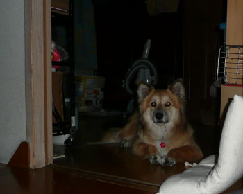 ���|����ƕ��u�����ɔ��