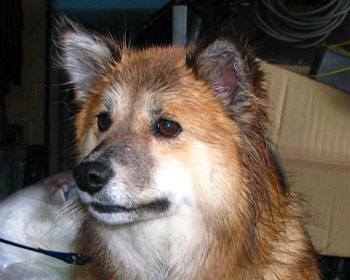 �T���͉J������������