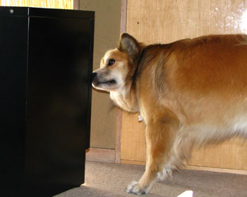 �V�������̂͂܂��j�I�C������