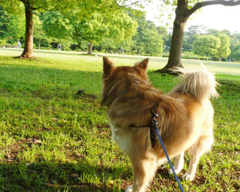 ���̌������Ō�ɂȂ邩��