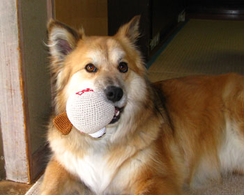 �V�������F�B