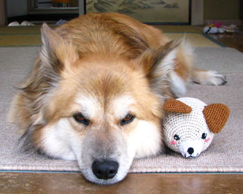 �P���g�Ȃ񂾂�