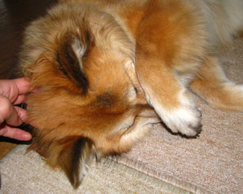 ���������傱���傳���Ɗ炪���䂭�Ȃ�