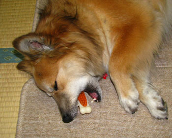 �Q��̓o�J�ʂ�����