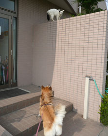 ���̃l�R�����ɂ������A