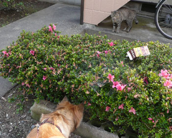 ���A�l�R����񂢂�