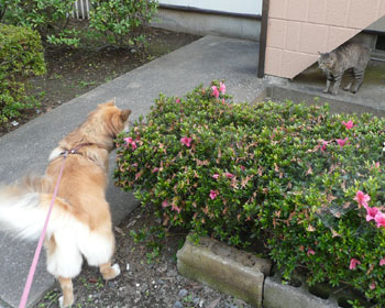 �L�w�ɂȂ��Ă��