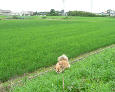 ����H�ו���