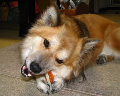 ���΂���ɂȂ��Ă����ꂪ�D��