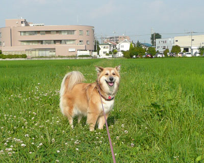 �~�J�͂ǂ��s�������ȁH