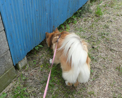 ���̉��Ƃ������ӂ��Ă�