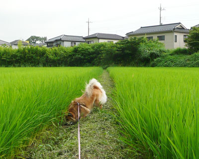 ���c�ɂ����čđ{��