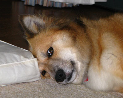 ���ɕz�c���痎���ĐQ��悤��