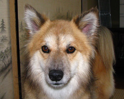 ����Ăق�����