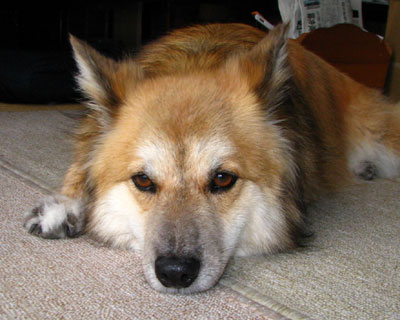 �s�@���ɂȂ�