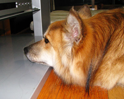 �����ȃA���~�}�b�g�ɂ͏��Ȃ�������