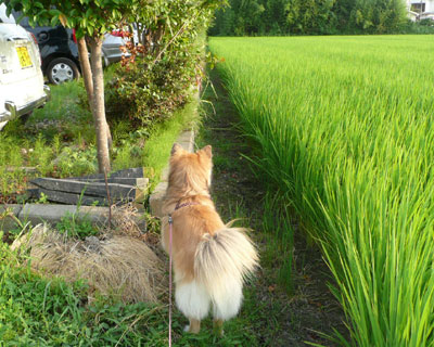 ���̓��ŔL�����Ĉȗ��A�`�F�b�N���������Ȃ�