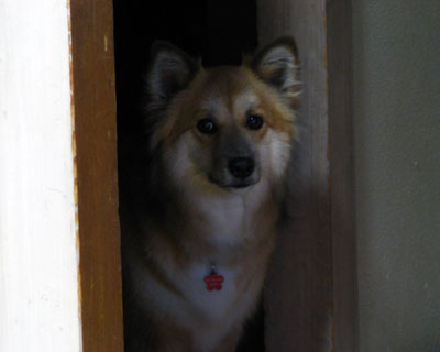 �܂��p���ĉ�������