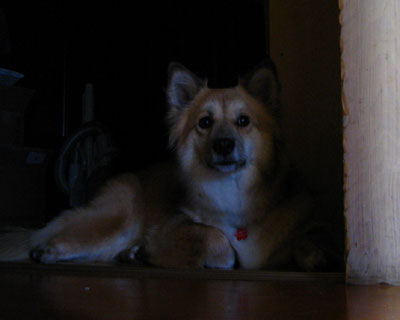 ���u�����ɔ��