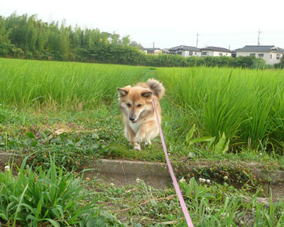 �Ă͐������邩��悯���ɂ��킢�p��